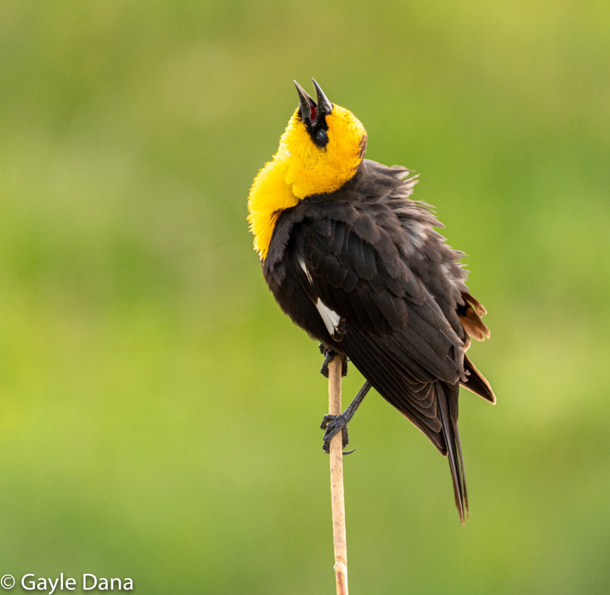 Yellow headed Blackbird